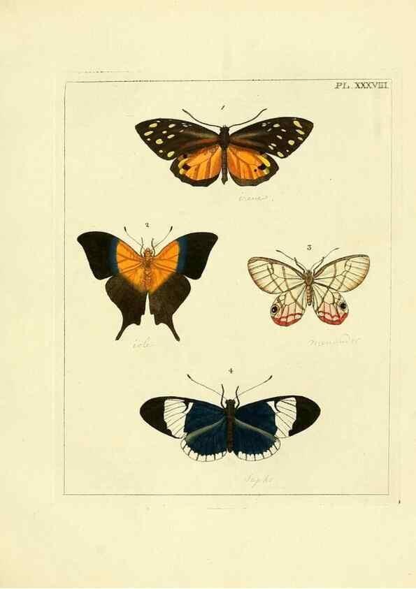 Reproducción/Reproduction 35862123375: Illustrations of natural history.. London,Printed for the author and sold by B. White,1770-82.