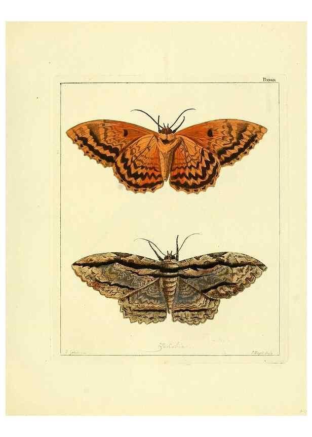 Reproducción/Reproduction 35862126495: Illustrations of natural history.. London,Printed for the author and sold by B. White,1770-82.