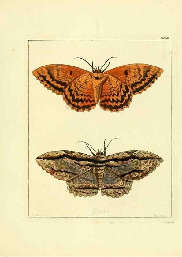 Reproducción/Reproduction 35862126495: Illustrations of natural history.. London,Printed for the author and sold by B. White,1770-82.