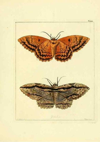 Reproducción/Reproduction 35862126495: Illustrations of natural history.. London,Printed for the author and sold by B. White,1770-82.