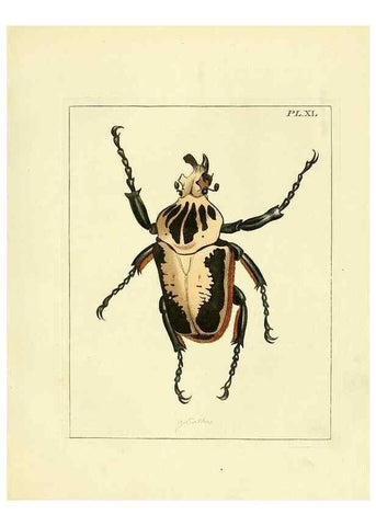 Reproducción/Reproduction 35730260111: Illustrations of natural history.. London,Printed for the author and sold by B. White,1770-82.