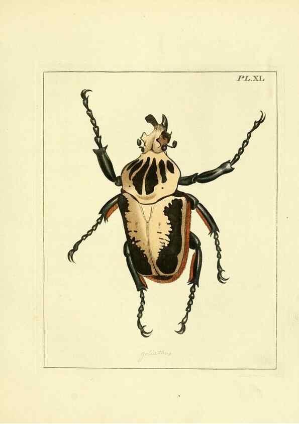 Reproducción/Reproduction 35730260111: Illustrations of natural history.. London,Printed for the author and sold by B. White,1770-82.