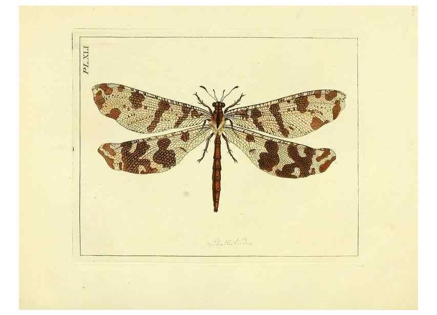 Reproducción/Reproduction 35730262401: Illustrations of natural history.. London,Printed for the author and sold by B. White,1770-82.