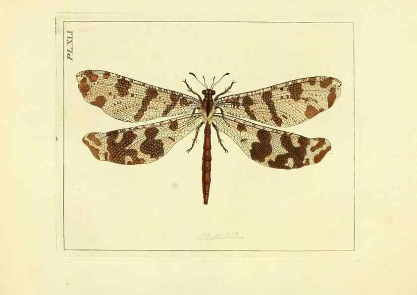 Reproducción/Reproduction 35730262401: Illustrations of natural history.. London,Printed for the author and sold by B. White,1770-82.