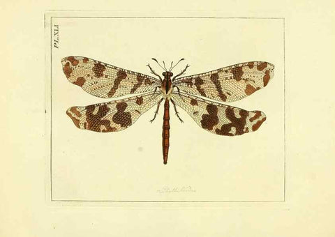 Reproducción/Reproduction 35730262401: Illustrations of natural history.. London,Printed for the author and sold by B. White,1770-82.