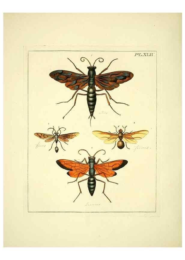 Reproducción/Reproduction 35730266471: Illustrations of natural history.. London,Printed for the author and sold by B. White,1770-82.