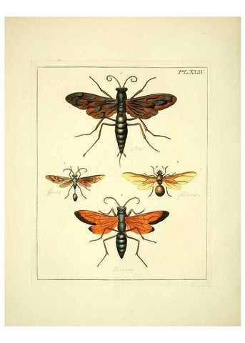 Reproducción/Reproduction 35730266471: Illustrations of natural history.. London,Printed for the author and sold by B. White,1770-82.
