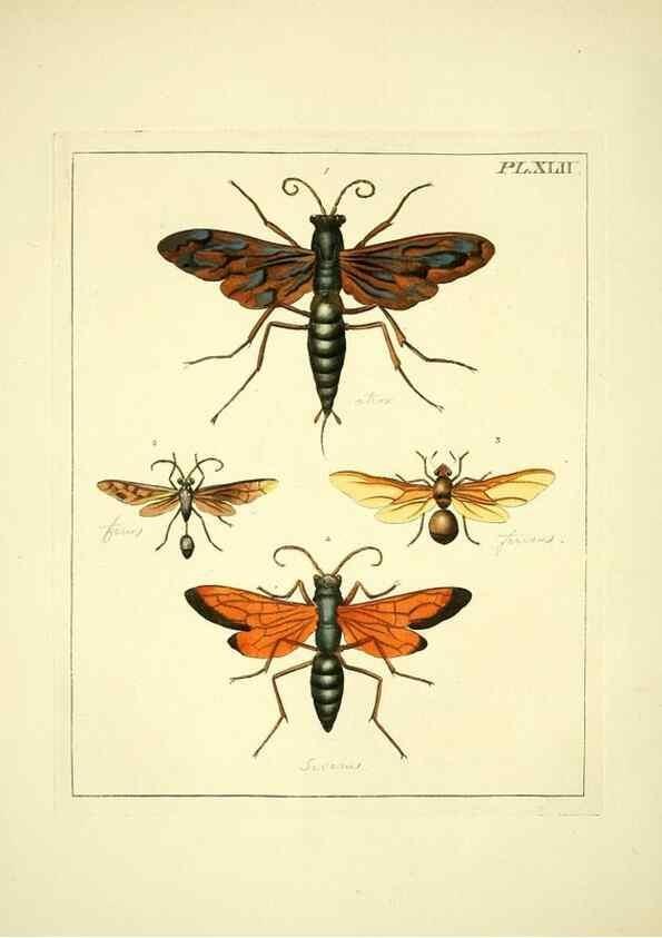 Reproducción/Reproduction 35730266471: Illustrations of natural history.. London,Printed for the author and sold by B. White,1770-82.