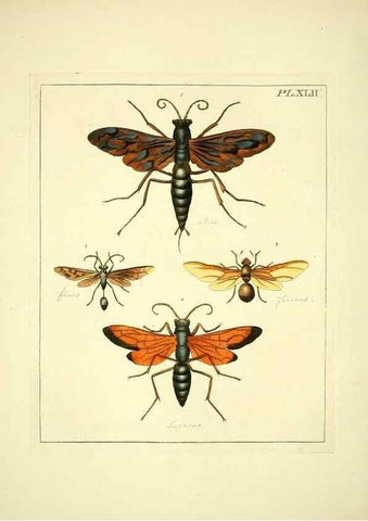 Reproducción/Reproduction 35730266471: Illustrations of natural history.. London,Printed for the author and sold by B. White,1770-82.