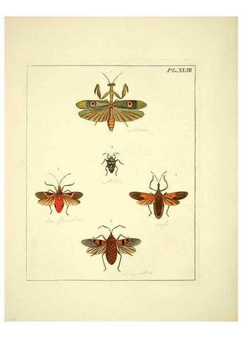 Reproducción/Reproduction 35730269721: Illustrations of natural history.. London,Printed for the author and sold by B. White,1770-82.