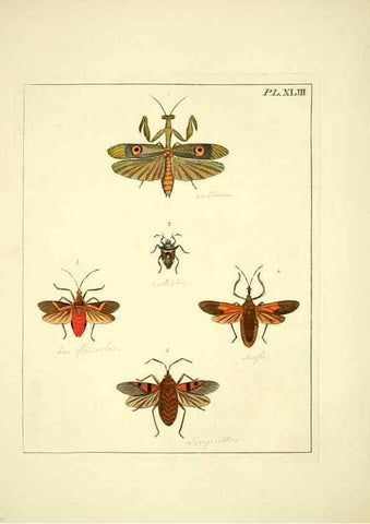 Reproducción/Reproduction 35730269721: Illustrations of natural history.. London,Printed for the author and sold by B. White,1770-82.
