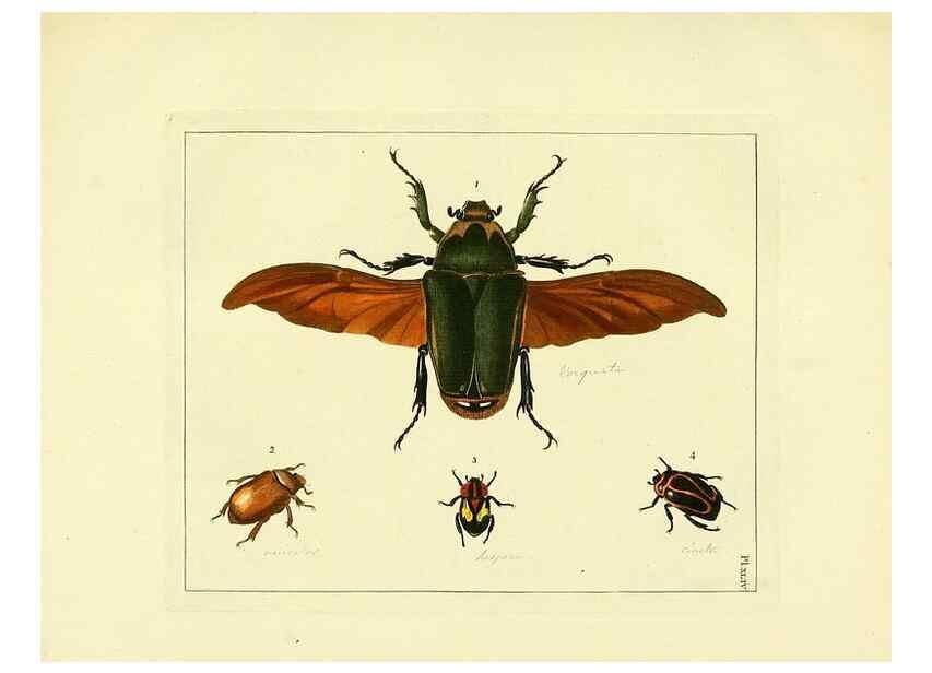 Reproducción/Reproduction 35730271661: Illustrations of natural history.. London,Printed for the author and sold by B. White,1770-82.