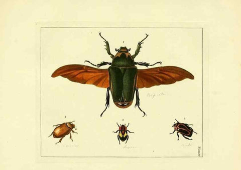 Reproducción/Reproduction 35730271661: Illustrations of natural history.. London,Printed for the author and sold by B. White,1770-82.