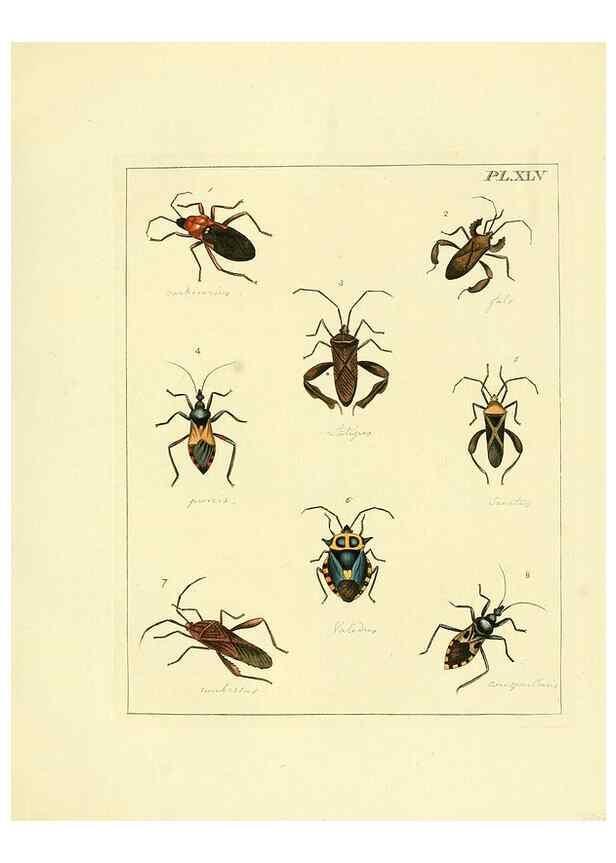 Reproducción/Reproduction 35730273431: Illustrations of natural history.. London,Printed for the author and sold by B. White,1770-82.
