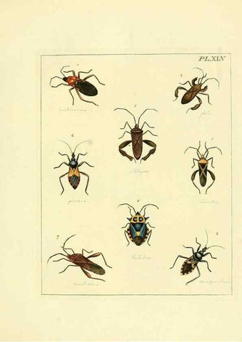 Reproducción/Reproduction 35730273431: Illustrations of natural history.. London,Printed for the author and sold by B. White,1770-82.