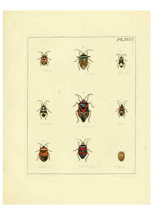 Reproducción/Reproduction 35730275531: Illustrations of natural history.. London,Printed for the author and sold by B. White,1770-82.