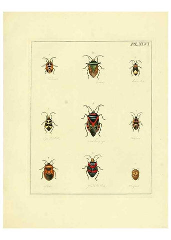 Reproducción/Reproduction 35730275531: Illustrations of natural history.. London,Printed for the author and sold by B. White,1770-82.