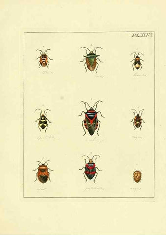 Reproducción/Reproduction 35730275531: Illustrations of natural history.. London,Printed for the author and sold by B. White,1770-82.