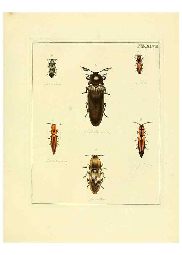 Reproducción/Reproduction 35730278261: Illustrations of natural history.. London,Printed for the author and sold by B. White,1770-82.