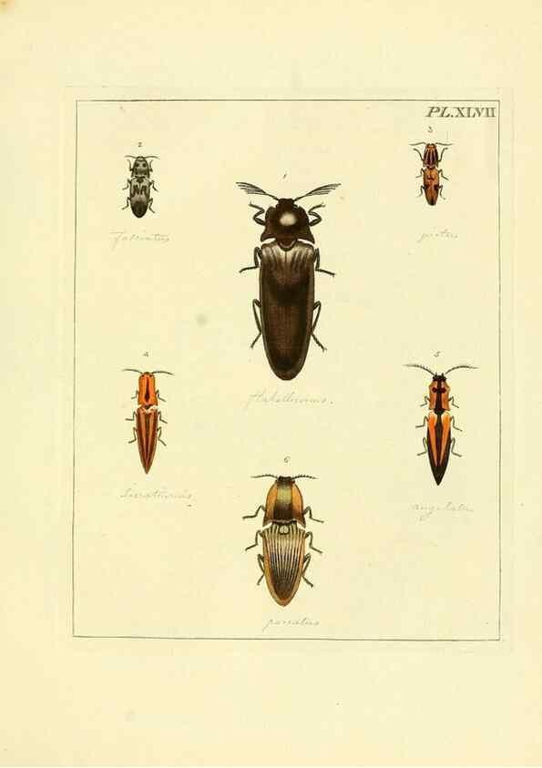 Reproducción/Reproduction 35730278261: Illustrations of natural history.. London,Printed for the author and sold by B. White,1770-82.
