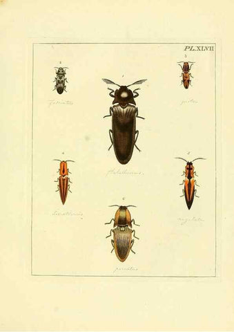Reproducción/Reproduction 35730278261: Illustrations of natural history.. London,Printed for the author and sold by B. White,1770-82.