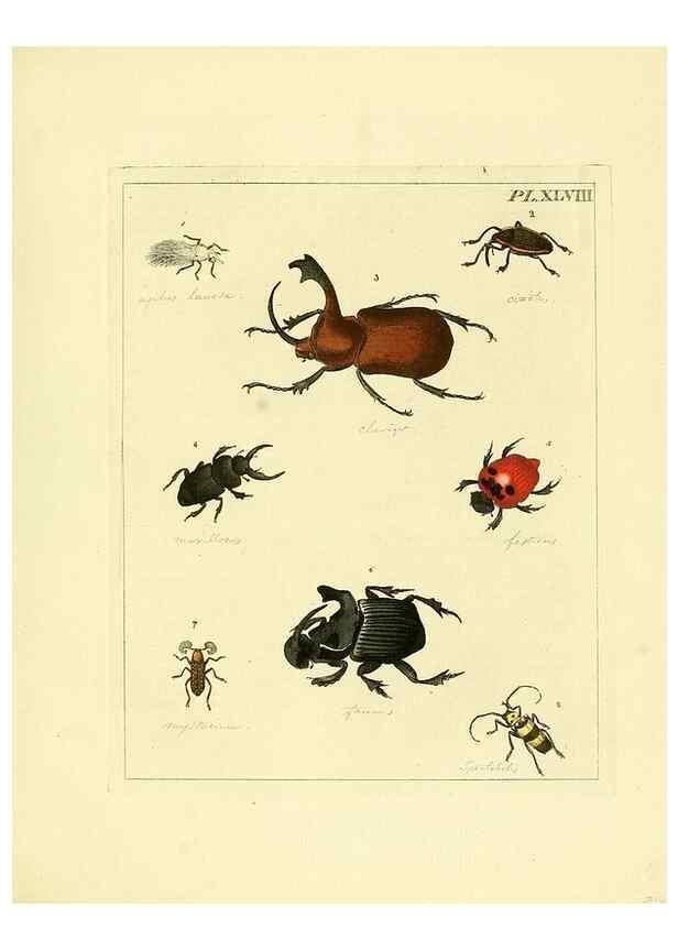 Reproducción/Reproduction 35730280921: Illustrations of natural history.. London,Printed for the author and sold by B. White,1770-82.