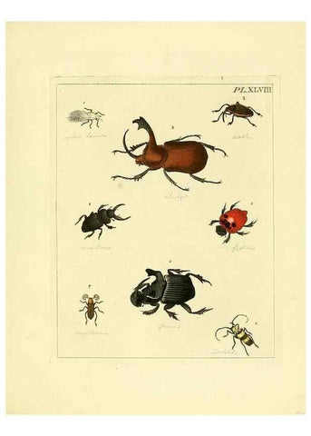 Reproducción/Reproduction 35730280921: Illustrations of natural history.. London,Printed for the author and sold by B. White,1770-82.