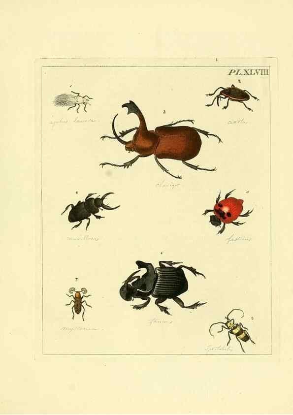 Reproducción/Reproduction 35730280921: Illustrations of natural history.. London,Printed for the author and sold by B. White,1770-82.