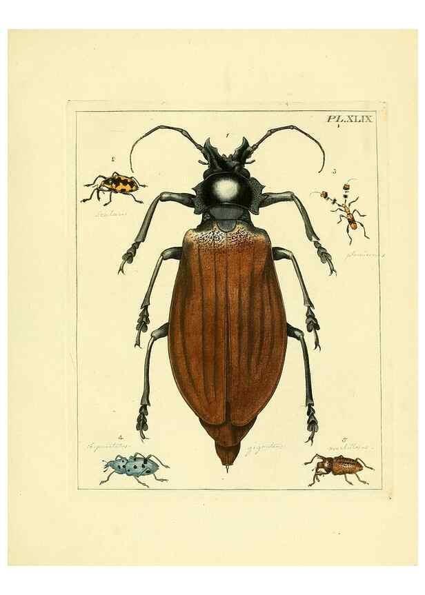 Reproducción/Reproduction 35730283421: Illustrations of natural history.. London,Printed for the author and sold by B. White,1770-82.