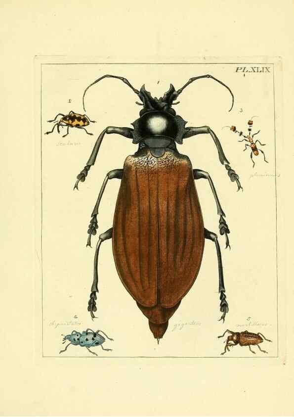 Reproducción/Reproduction 35730283421: Illustrations of natural history.. London,Printed for the author and sold by B. White,1770-82.