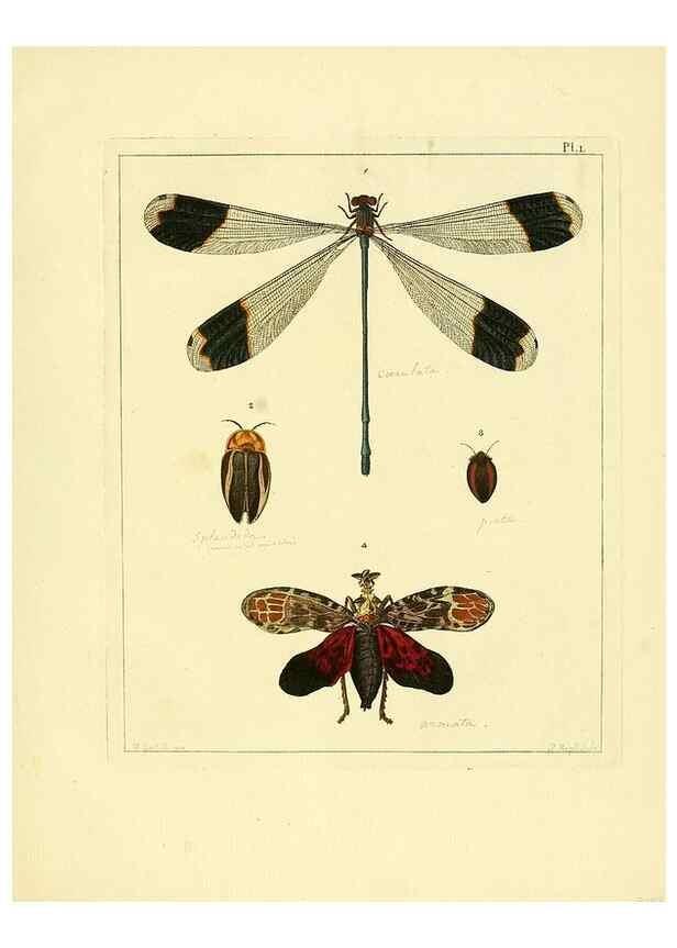 Reproducción/Reproduction 35022368434: Illustrations of natural history.. London,Printed for the author and sold by B. White,1770-82.