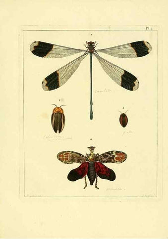 Reproducción/Reproduction 35022368434: Illustrations of natural history.. London,Printed for the author and sold by B. White,1770-82.