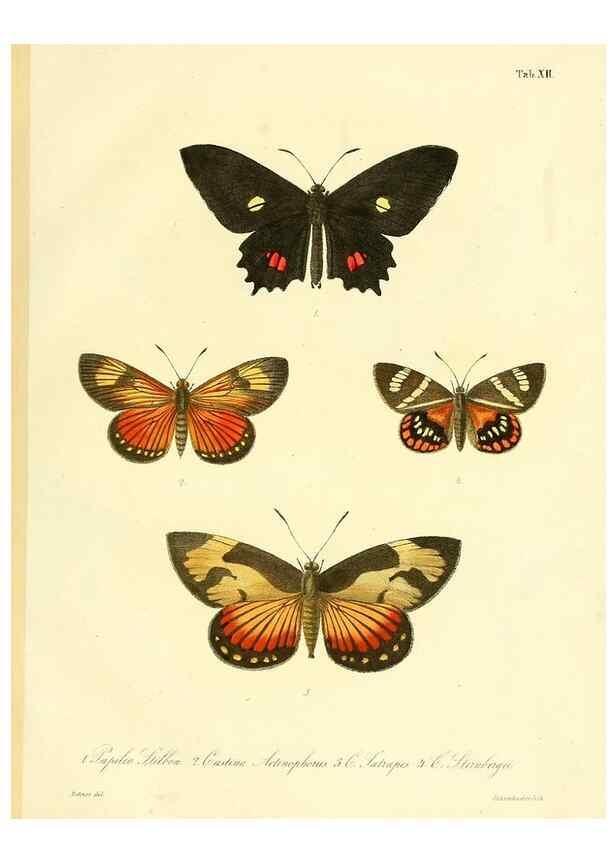 Reproducción/Reproduction 35821610426: Lepidopterorum Brasiliae species novae iconibus illustratae. [Vienna?] :s.n.,mense Januario 1839.