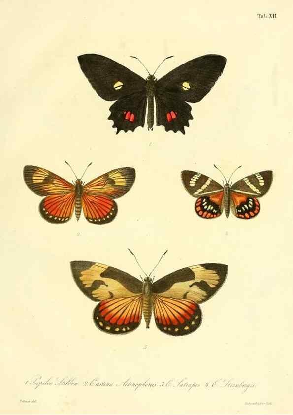 Reproducción/Reproduction 35821610426: Lepidopterorum Brasiliae species novae iconibus illustratae. [Vienna?] :s.n.,mense Januario 1839.