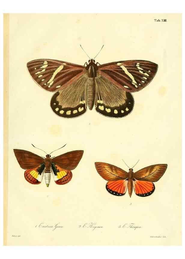 Reproducción/Reproduction 35821612746: Lepidopterorum Brasiliae species novae iconibus illustratae. [Vienna?] :s.n.,mense Januario 1839.