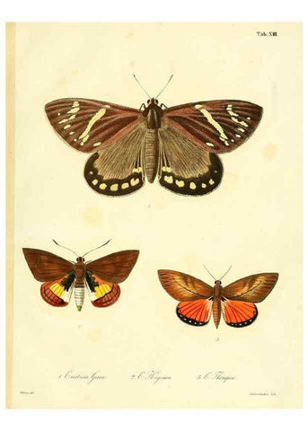 Reproducción/Reproduction 35821612746: Lepidopterorum Brasiliae species novae iconibus illustratae. [Vienna?] :s.n.,mense Januario 1839.