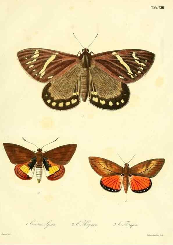 Reproducción/Reproduction 35821612746: Lepidopterorum Brasiliae species novae iconibus illustratae. [Vienna?] :s.n.,mense Januario 1839.