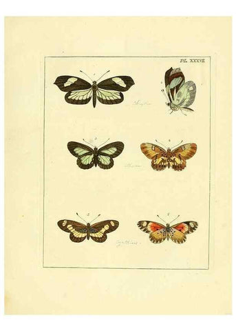 Reproducción/Reproduction 35862120865: Illustrations of natural history.. London,Printed for the author and sold by B. White,1770-82.