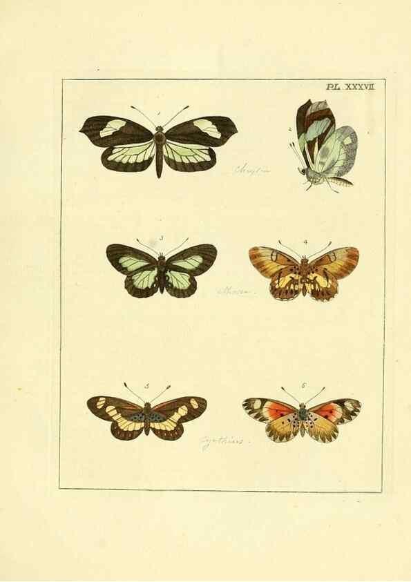 Reproducción/Reproduction 35862120865: Illustrations of natural history.. London,Printed for the author and sold by B. White,1770-82.