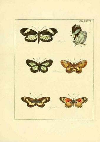 Reproducción/Reproduction 35862120865: Illustrations of natural history.. London,Printed for the author and sold by B. White,1770-82.