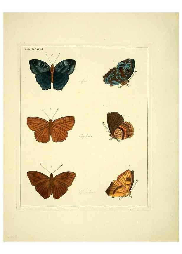 Reproducción/Reproduction 35862118475: Illustrations of natural history.. London,Printed for the author and sold by B. White,1770-82.