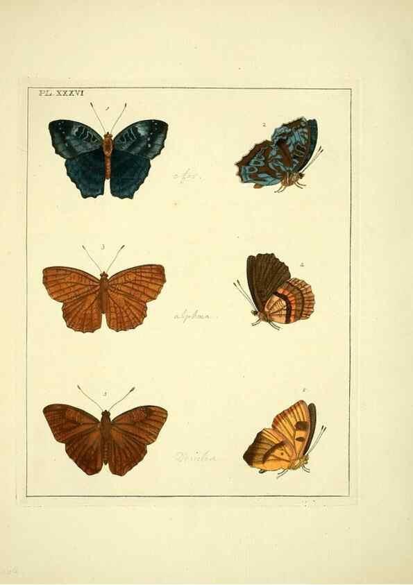 Reproducción/Reproduction 35862118475: Illustrations of natural history.. London,Printed for the author and sold by B. White,1770-82.
