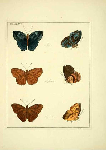 Reproducción/Reproduction 35862118475: Illustrations of natural history.. London,Printed for the author and sold by B. White,1770-82.