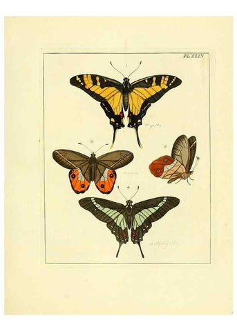 Reproducción/Reproduction 35862116075: Illustrations of natural history.. London,Printed for the author and sold by B. White,1770-82.