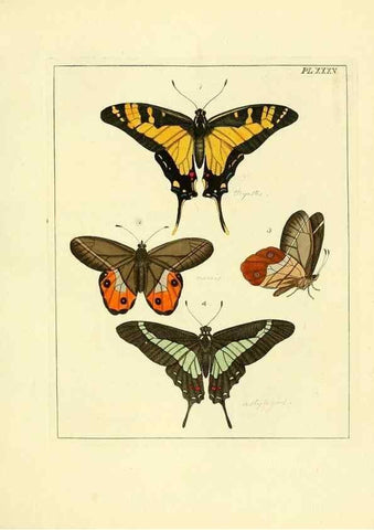 Reproducción/Reproduction 35862116075: Illustrations of natural history.. London,Printed for the author and sold by B. White,1770-82.