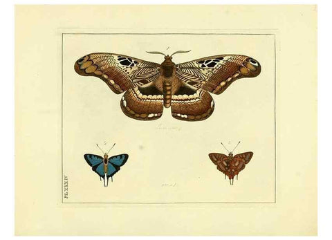 Reproducción/Reproduction 35862113555: Illustrations of natural history.. London,Printed for the author and sold by B. White,1770-82.