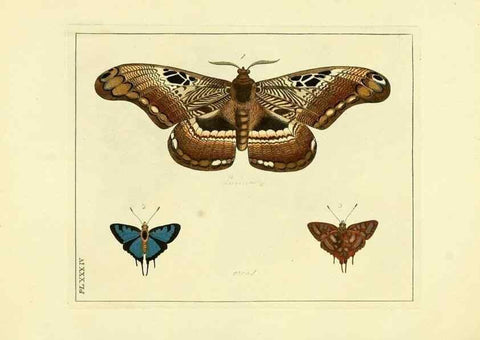 Reproducción/Reproduction 35862113555: Illustrations of natural history.. London,Printed for the author and sold by B. White,1770-82.