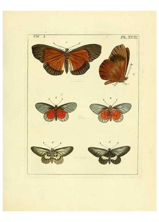 Reproducción/Reproduction 35730231901: Illustrations of natural history.. London,Printed for the author and sold by B. White,1770-82.