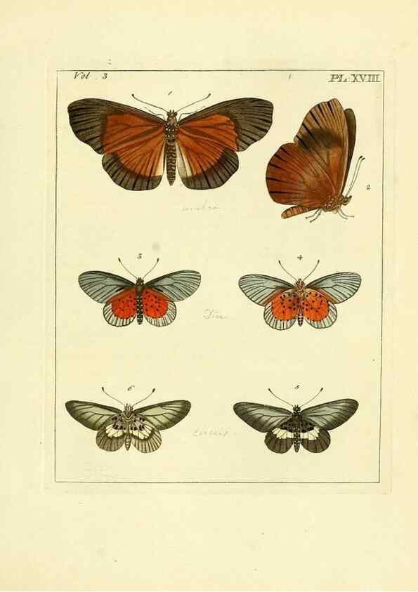 Reproducción/Reproduction 35730231901: Illustrations of natural history.. London,Printed for the author and sold by B. White,1770-82.