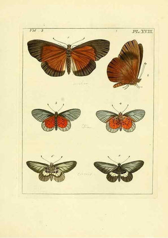 Reproducción/Reproduction 35730231901: Illustrations of natural history.. London,Printed for the author and sold by B. White,1770-82.